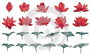 Vector colorful lotus flowers set, wallpaper, background, postcard. Luxurious.
