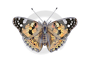 Vector Colorful Vanessa Cardui Butterfly Isolated on White Background