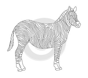 Vector coloring book for children and adults with striped cute zebra. White and black striped horse in the wild. Studying animals