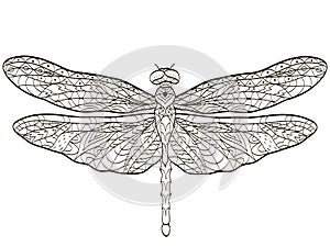 Vector coloring Dragonfly insect for adults