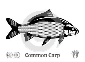 Vector common carp fish illustration
