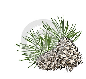 Vector composition with cedar cone and coniferous brunch