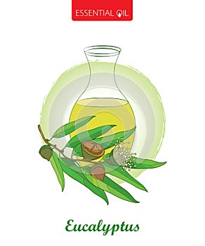 Vector composition with outline bottle with essential Eucalyptus oil on white background. Contour Eucalyptus branch.