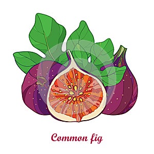 Vector composition with outline Common Fig or Ficus carica. Ripe purple fruit, slice and green leaf isolated on white background.