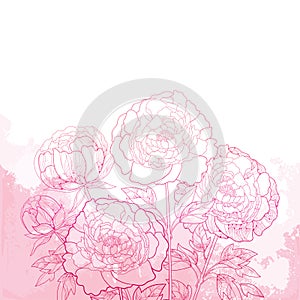 Vector composition with outline peony flower bunch, bud and ornate leaves on the textured pink background. Bouquet of peonies.