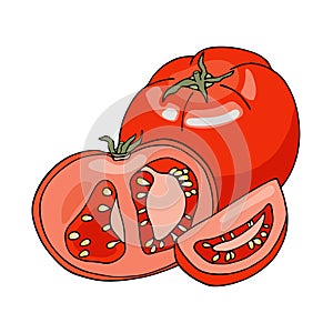 Vector composition with red tomatoes. Hand drawn whole, sliced and half cut fresh tomato vegetables isolated on white background.
