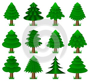 Vector conifers, coniferous trees