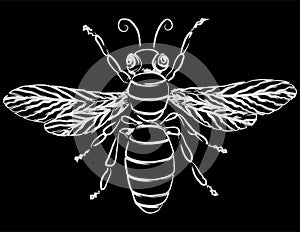 Vector contour drawing of silhouette decorative cartoon fly