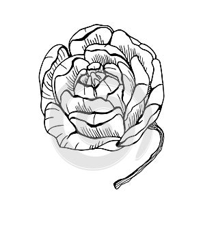 Vector contour illustration of a flower, bud. Organic shapes.