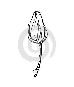 Vector contour illustration of a flower, bud. Organic shapes with different elements. An orange bud on a thin stem on a transparen