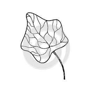 Vector contour moonseed leaf