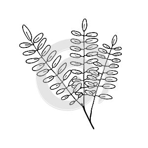 Vector contour rowan leaf