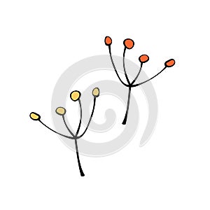 Vector contour twigs with berries or seeds, abstract inflorescence, fruits, dill. Botanical clip art