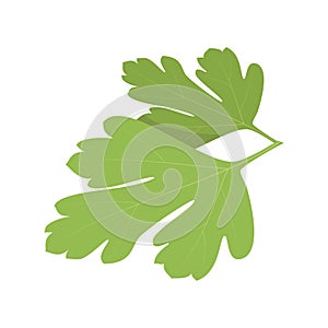 Vector coriander illustration isolated in cartoon style. Herbs and Species Series.