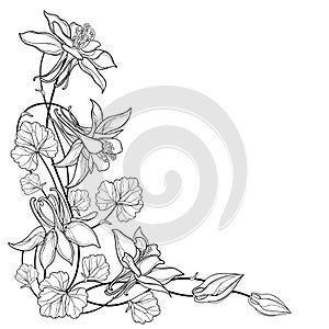 Vector corner bouquet with outline Aquilegia or Columbine flower, bud and leaf in black isolated on white background.