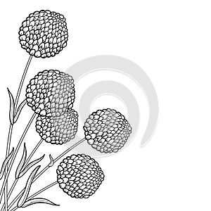 Vector corner bouquet with outline ball of craspedia or billy buttons dried flower in black isolated on white background.
