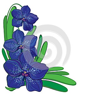 Vector corner bouquet with outline blue Vanda orchid flower and green leaf isolated on white background. Epiphyte tropical flower.