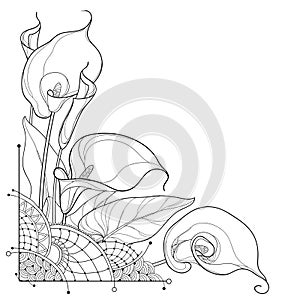 Vector corner bouquet of outline Calla lily flower or Zantedeschia, bud and ornate leaf in black isolated on white background.