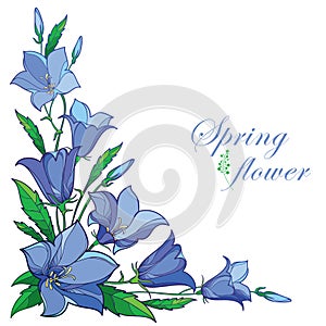 Vector corner bouquet with outline Campanula or Bellflower or Bluebell flower in pastel blue, leaf and bud isolated on white.
