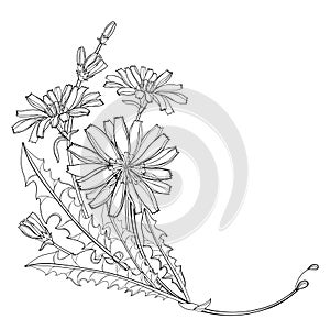 Vector corner bouquet of outline Chicory or Cichorium flower, bud and ornate leaves in black isolated on white background.