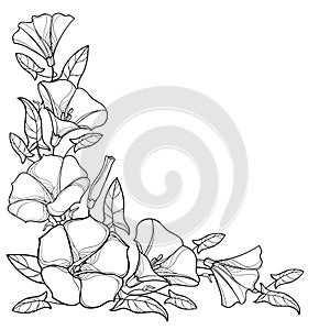 Vector corner bouquet with outline Convolvulus or Bindweed flower bell, leaf and bud in black isolated on white background. photo