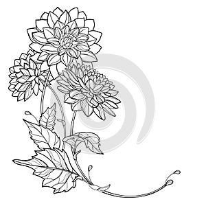 Vector corner bouquet with outline Dahlia or Dalia flower and leaf in black isolated on white background. Bunch of contour Dahlia. photo