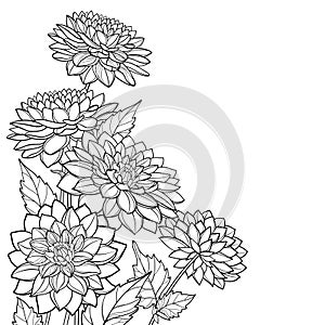 Vector corner bouquet of outline Dahlia or Dalia flower and ornate leaves in black isolated on white background.