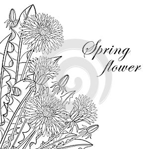 Vector corner bouquet with outline Dandelion flower, bud