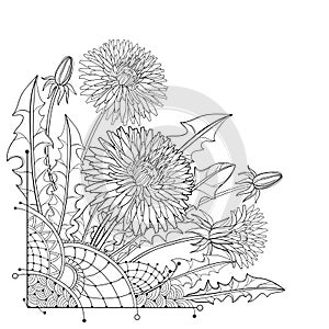 Vector corner bouquet of outline Dandelion flower, bud and ornate leaf in black isolated on white background.