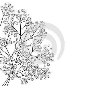 Vector corner bouquet of outline Gypsophila or Baby`s breath branch, bud and elegant flower in black isolated on white background.