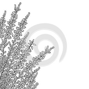 Vector corner bouquet of outline Heather or Calluna flower with bud and leaves in black isolated on white background.