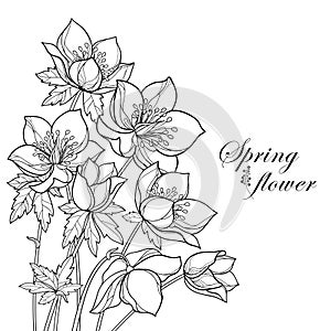 Vector corner bouquet with outline Hellebore or Helleborus or Winter rose, bud and leaf in black isolated on white background.