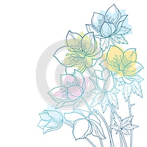 Vector corner bouquet with outline Hellebore or Helleborus or Winter rose, bud and leaf in pastel green and blue isolated.