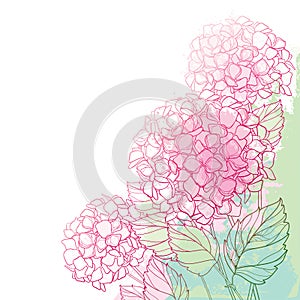 Vector corner bouquet of outline Hydrangea or Hortensia flower bunch and ornate foliage in pink and green on the pastel back.