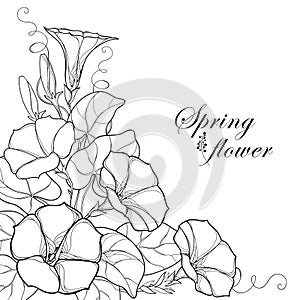 Vector corner bouquet with outline Ipomoea or Morning glory flower, leaf and bud in black isolated on white background.