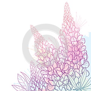 Vector corner bouquet of outline Lupin or Lupine or Bluebonnet flower bunch, bud and ornate leaf in pastel pink isolated on white.