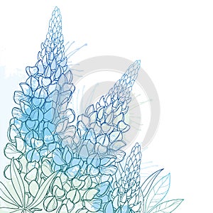 Vector corner bouquet of outline Lupin or Lupine or Texas Bluebonnet flower bunch, bud and ornate leaf in pastel blue isolated.