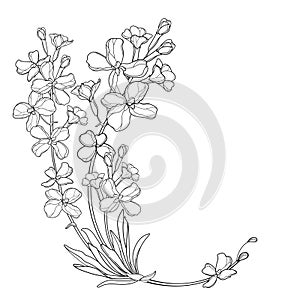 Vector corner bouquet with outline Matthiola or Brompton stock flower, bud and leaves in black isolated on white background.