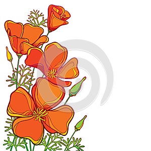 Vector corner bouquet of outline orange California poppy flower or California sunlight or Eschscholzia, leaf and bud isolated.