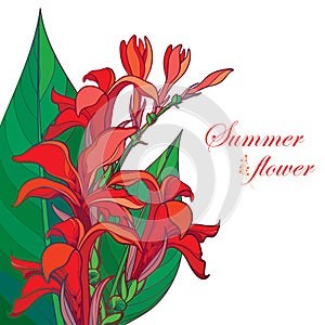 Vector corner bouquet of outline red Canna lily or Canna. Flower bunch, bud and leaf isolated on white background.