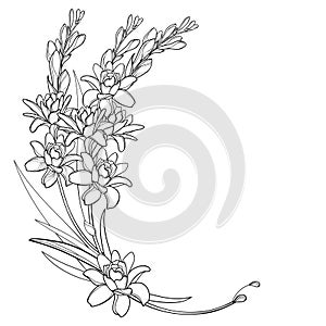 Vector corner bouquet of outline tropical Agave amica or Polianthes or Tuberose flower bunch with leaf in black isolated on white.