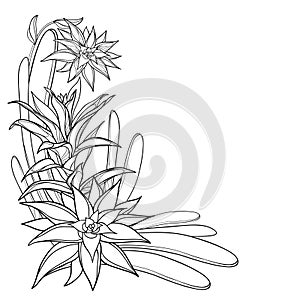 Vector corner bouquet of outline tropical Guzmania or tufted airplant with flower and leaf in black isolated on white background.