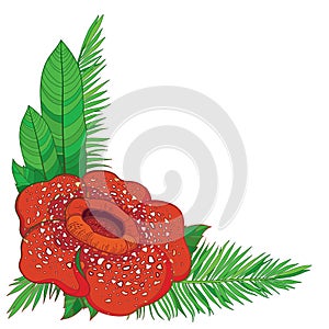Vector corner bouquet of outline tropical red Rafflesia arnoldii or corpse lily flower and green palm leaf isolated on white.