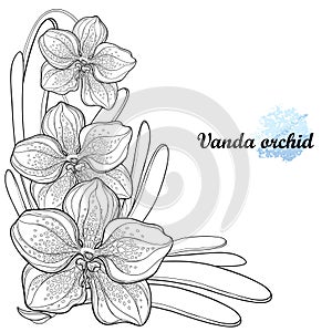 Vector corner bouquet with outline Vanda orchid flower and leaf in black isolated on white background. Epiphyte tropical flower.
