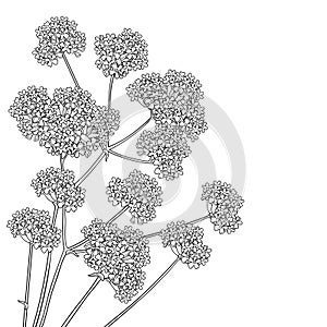 Vector corner bouquet with outline Verbena or Argentinian vervain flower in black isolated on white background.