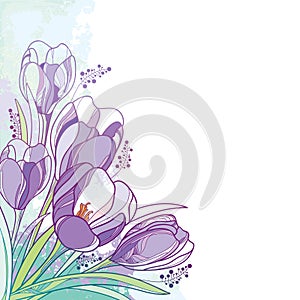 Vector corner bouquet with outline violet crocus or saffron flower and green leaf on the pastel background. Ornate floral bunch.