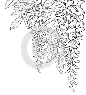 Vector corner bouquet of outline Wisteria or Wistaria flower bunch, bud and leaf in black isolated on white background.