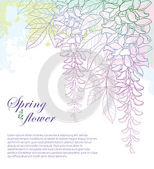Vector corner bouquet of outline Wisteria or Wistaria flower bunch, bud and leaf on the pastel pink and green textured background.