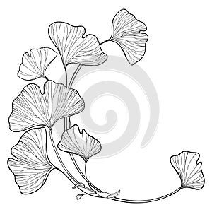 Vector corner branch with outline Gingko or Ginkgo biloba tree. Round bunch with ornate leaf in black isolated on white background