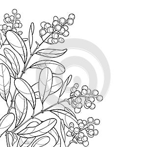 Vector corner branch with outline poisonous plant Privet or Ligustrum. Berry bunch and ornate leaf in black isolated on white.